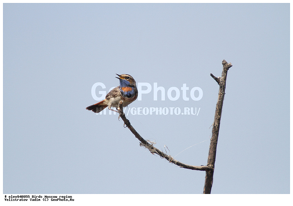 �����, ���������� �������, �����, �����, , ��������, ��������, ��������, �����������, �����, �����, XYZ, ������������, Muscicapidae, ���������, Luscinia svecica, ��������, ��������, ��������, �����������, �����, �����, XYZ, ������������, Muscicapidae, ���������, Luscinia svecica, ������