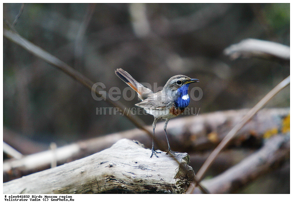 �����, ���������� �������, �����, �����, , ��������, ��������, ��������, �����������, �����, �����, XYZ, ������������, Muscicapidae, ���������, Luscinia svecica, ��������, ��������, ��������, �����������, �����, �����, XYZ, ������������, Muscicapidae, ���������, Luscinia svecica, ������