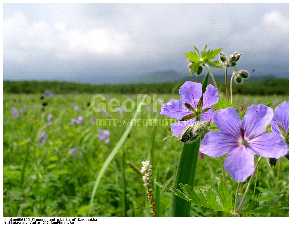 �����, ��������, ��������, �������� � ������� 