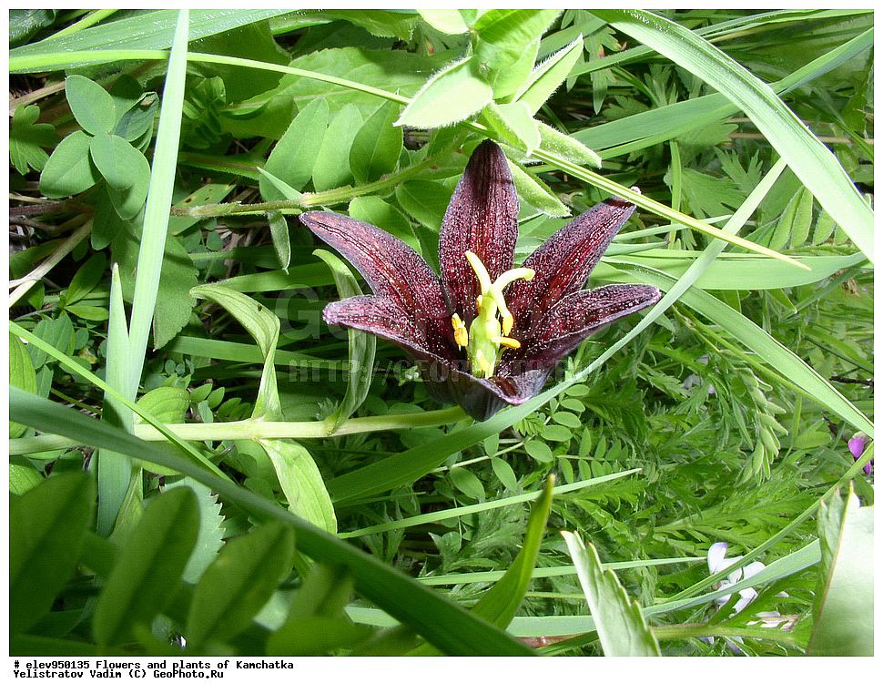 �����, ��������, ��������, �������� � �������, ������ ��������, �����, ���������� ��������, ������������ ��������, ������������ ��������, ������, �����, XYZ, ��������, Liliaceae, ������ ����������, ���������, ����� ������, ������ �������, ������� ���������, Fritillaria camschatcensis, Fritillaria kamtschaticum, ������