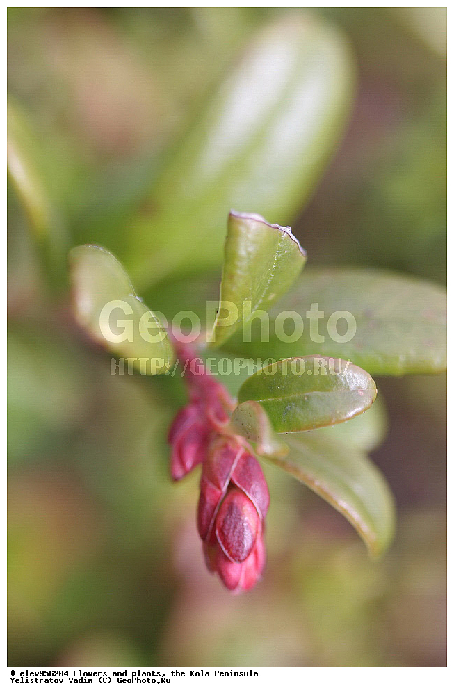 �����, ��������, �������� ����������, ����������, �������� � ������� , ��������, �����, ������ ��������, ���������� ��������, ������� ��������, ������, �����, XYZ, ����������, Ericaceae, ��������, Vaccinium vitis-idaea, ������