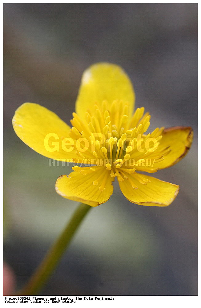 �����, ��������, �������� ����������, ����������, �������� � ������� 