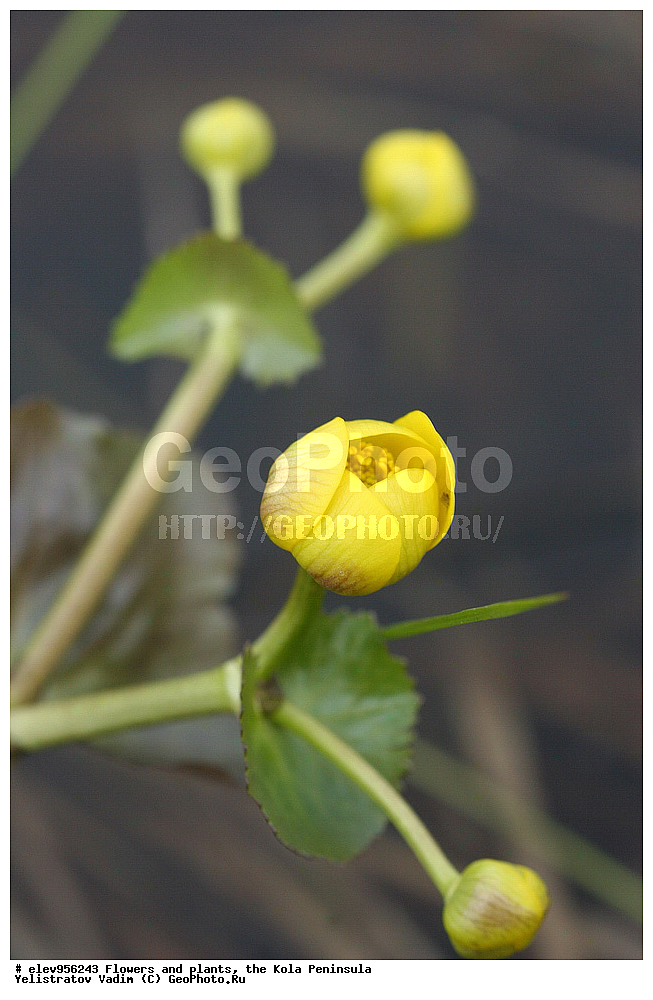 �����, ��������, �������� ����������, ����������, �������� � ������� 