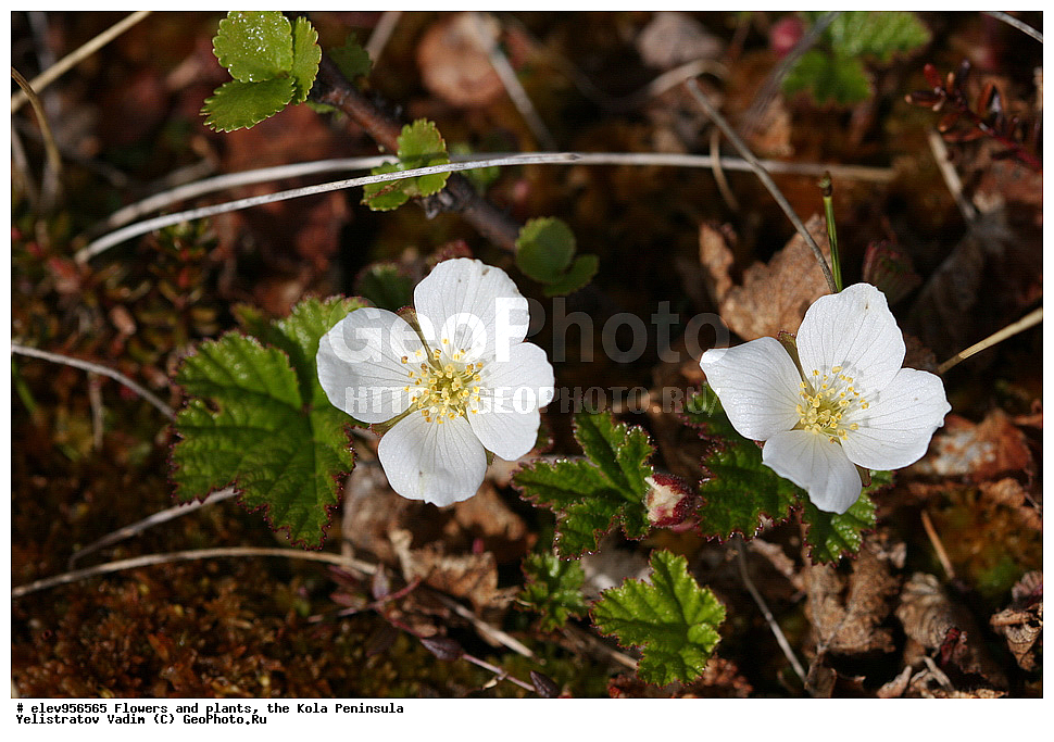 �����, ��������, �������� ����������, ����������, �������� � ������� , ������ ��������, �����, ���������� ��������, ������������ ��������, ������������ ��������, ������, �����, XYZ, ������������, �������, �����������, Rosaceae, �������, ������� �����������, ������� ������������, Rubus chamaemorus, ������