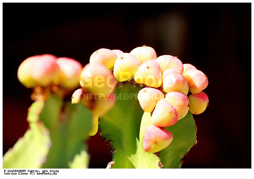 ����, ��������, ������