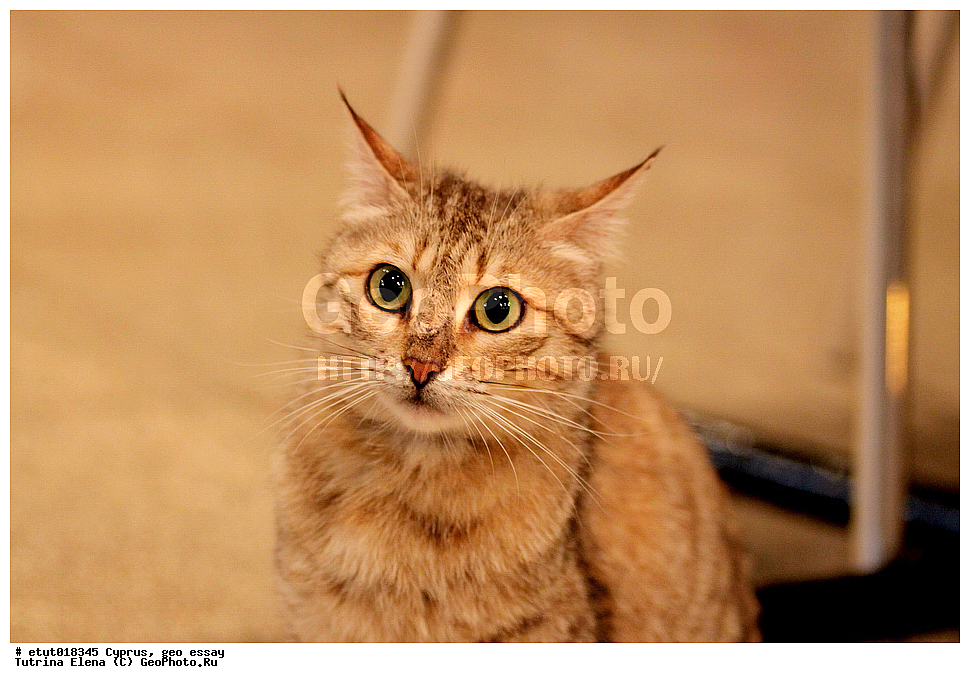 ����, ��������, ������