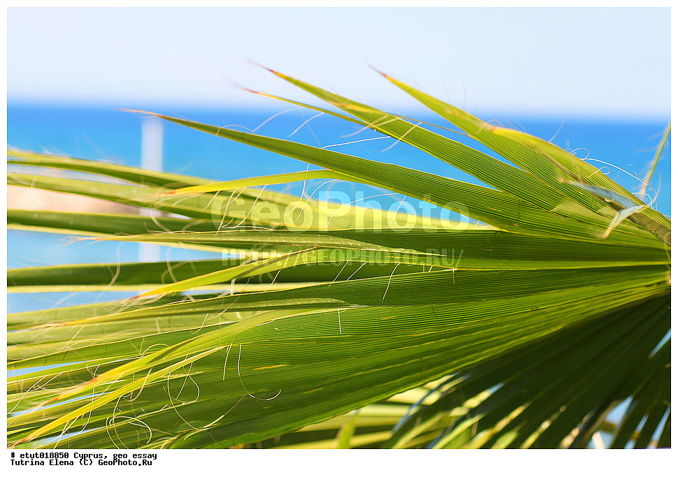 ����, ��������, ������