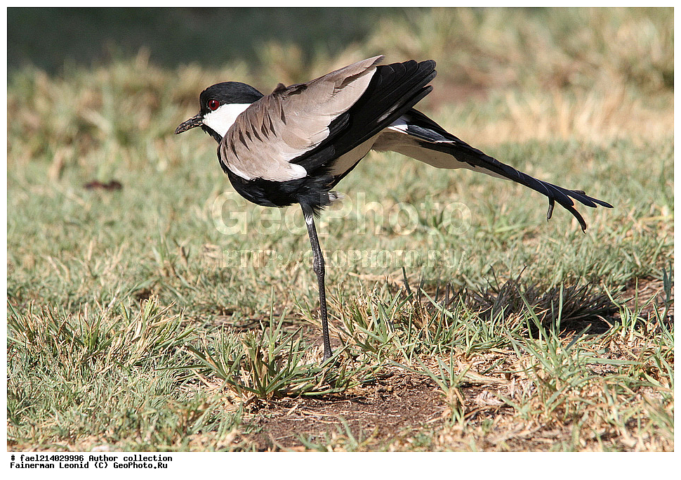 ������� , ����� , ����� , ����� , ��������� , ���� , ������ , ����� .