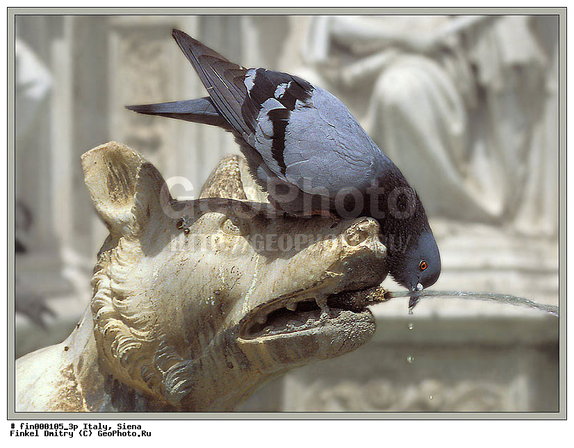 ������, �����