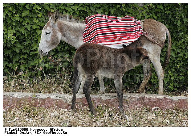 ������, �������, ������