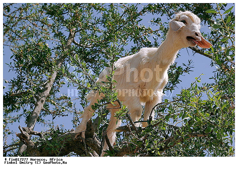 Essaouira, ������, �������, �����, ������, ����, �������, ����, �����, ��������, ��������, �������������, �������������, �����, �����, XYZ, ���������, Bovidae, ���� ��������, Capra aegagrus hircus