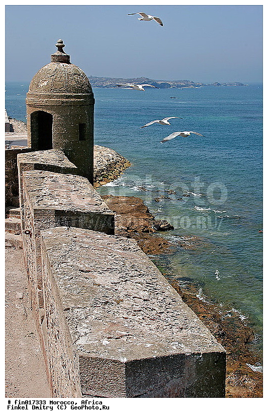 Essaouira, ������, �������, �����, �������, ����, ���������, �����, �����, ������� �����, ������� �����, �����, XYZ, ��������, Laridae, ����������������� �����, Larus michahellis