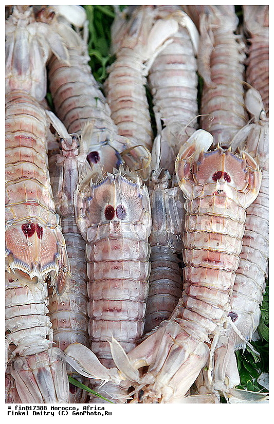 Essaouira, ������, �������, �������, ������������