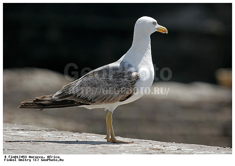 Essaouira, ������, �������, ������, ����, �����, �����, ������� �����, ������� �����, �����, XYZ, ��������, Laridae, ����������������� �����, Larus michahellis