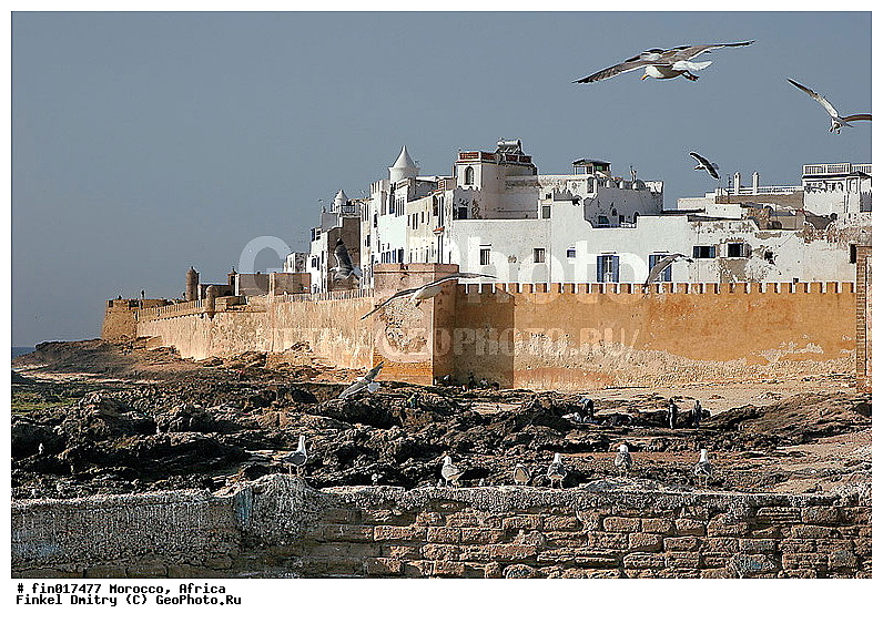 Essaouira, ������, �������, ���������, ������, ���������, �����, �����, �����, ������� �����, ������� �����, �����, XYZ, ��������, Laridae, ����������������� �����, Larus michahellis