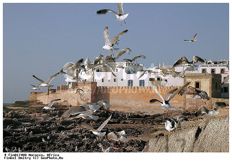 Essaouira, ������, �������, ���������, ���, ������, ���������, �����, ����, �����, �����, ������� �����, ������� �����, �����, XYZ, ��������, Laridae, ����������������� �����, Larus michahellis