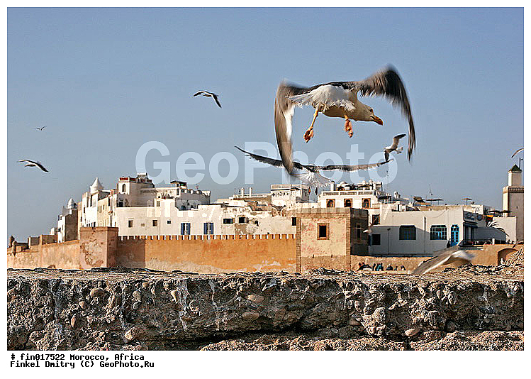 Essaouira, ������, �������, ���������, ���, ������, ���������, �����, ����, �����, �����, ������� �����, ������� �����, �����, XYZ, ��������, Laridae, ����������������� �����, Larus michahellis