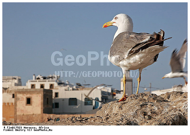 Essaouira, ������, �������, ���������, ���, ����, �����, �����, �����, ������� �����, ������� �����, �����, XYZ, ��������, Laridae, ����������������� �����, Larus michahellis