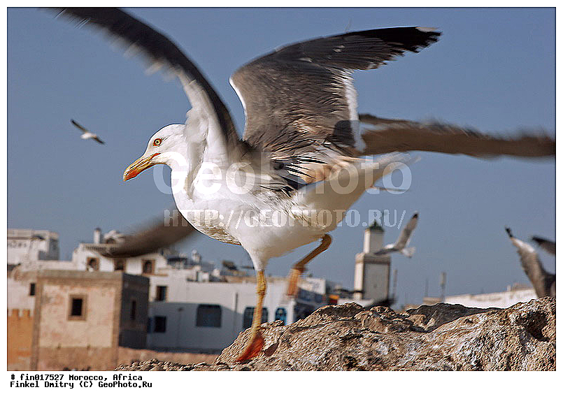Essaouira, ������, �������, ���������, ���, ������, ����, �����, �����, �����, ������� �����, ������� �����, �����, XYZ, ��������, Laridae, ����������������� �����, Larus michahellis