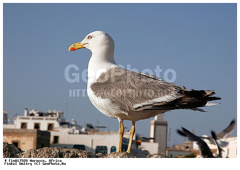 Essaouira, ������, �������, ���������, ���, ������, ����, �����, �����, �����, ������� �����, ������� �����, �����, XYZ, ��������, Laridae, ����������������� �����, Larus michahellis