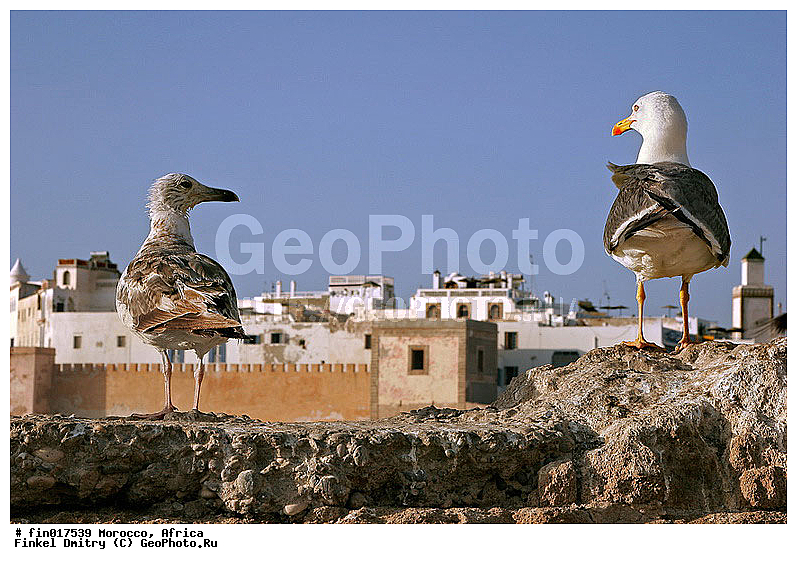 Essaouira, ������, �������, ���������, �����, ����, ���, ������, ����, �����, �����, �����, ������� �����, ������� �����, �����, XYZ, ��������, Laridae, ����������������� �����, Larus michahellis