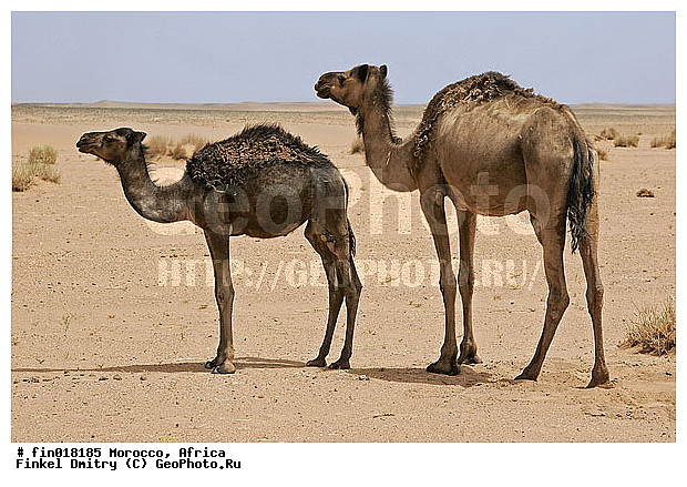 ������, ������, �������, ��������, ��������, �������������, �������������, �����, �����, XYZ, �����������, Camelidae, ���������� �������, ��������, ��������, �������, Camelus dromedarius