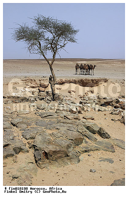 ������, ������, �������, �������, ��������, ��������, �������������, �������������, �����, �����, XYZ, �����������, Camelidae, ���������� �������, ��������, ��������, �������, Camelus dromedarius