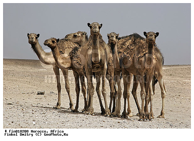 ������, ������, �������, ��������, ��������, �������������, �������������, �����, �����, XYZ, �����������, Camelidae, ���������� �������, ��������, ��������, �������, Camelus dromedarius