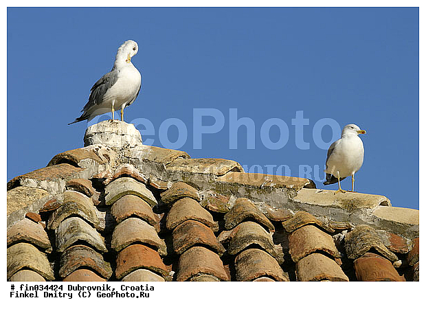 ���������, ��������, �����, �����, ����� �� �����, ��������, ���������� �����