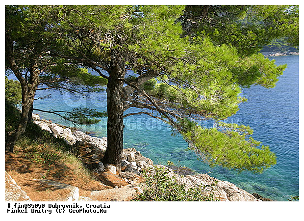 ���������, ��������, ����� ����, �������, �������, �����