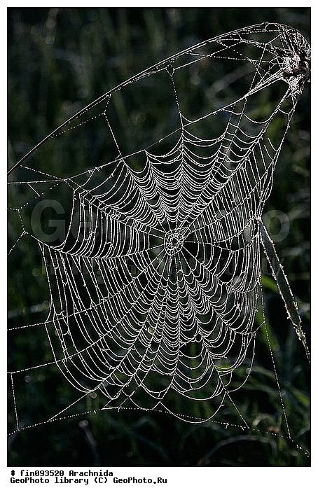 Arachnida, ����, �������, ������, ������, ������, �����, ���������, �����, ���������, �������������, ����, �����������