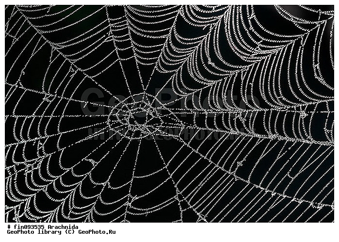 Arachnida, ����, �������, ������, ������, ������, �����, ���������, �����, ���������, �������������, ����, �����������
