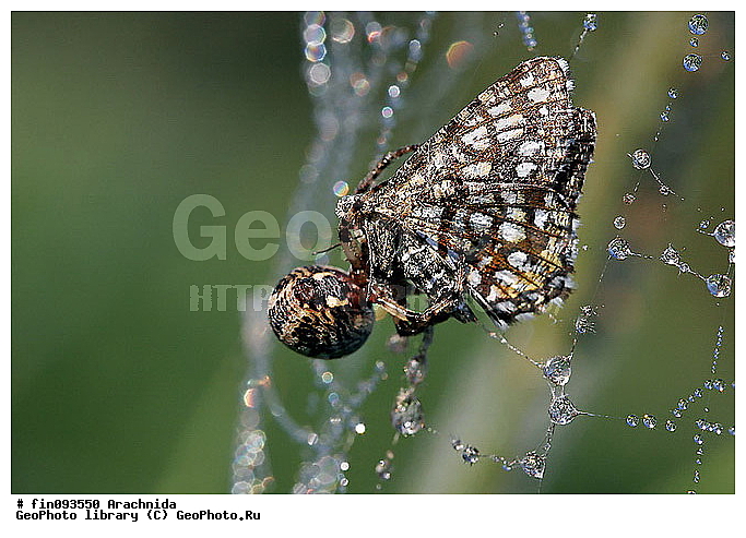 Arachnida, ����, �������, ������, ������, ������, �����, ���������, �����, ���������, �������������, ����, �����������