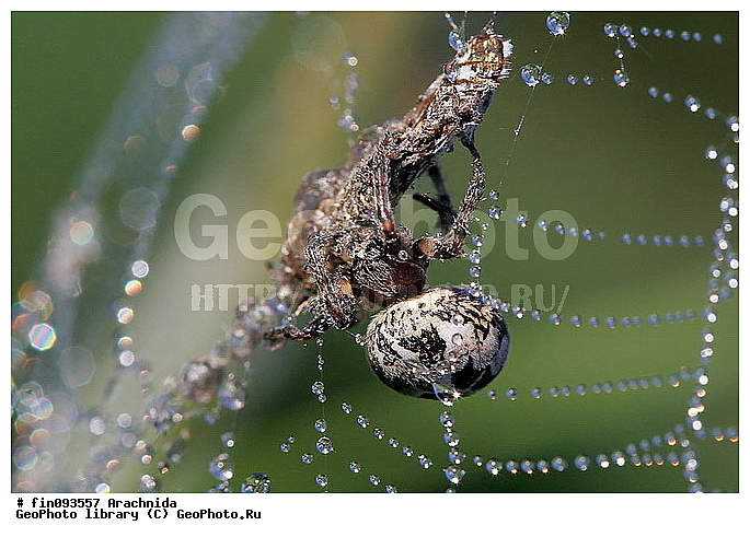 Arachnida, ����, �������, ������, ������, ������, �����, ���������, �����, ���������, �������������, ����, �����������