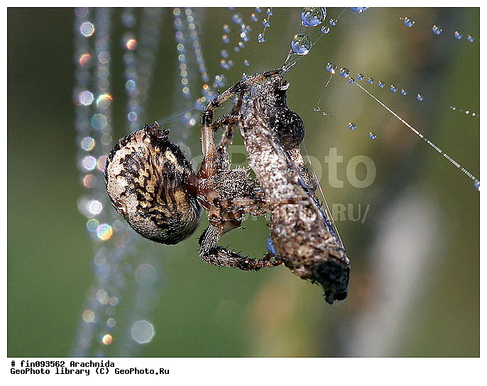 Arachnida, ����, �������, ������, ������, ������, �����, ���������, �����, ���������, �������������, ����, �����������