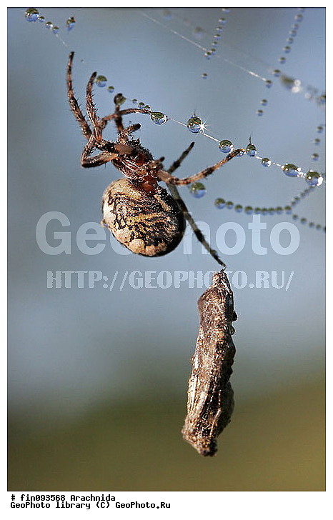Arachnida, ����, �������, ������, ������, ������, �����, ���������, �����, ���������, �������������, ����, �����������