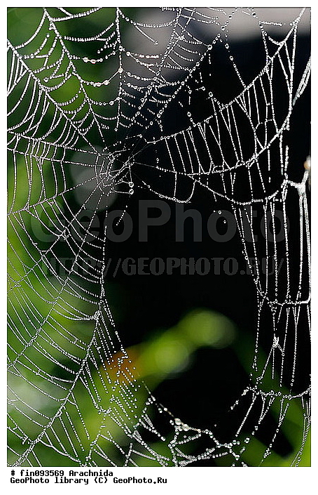 Arachnida, ����, �������, ������, ������, ������, �����, ���������, �����, ���������, �������������, ����, �����������