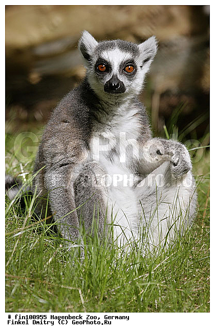 ��������, ������� ���������, �������, �����, ��������, ��������, �������������, �������������, �����, �����, XYZ, ���������, Lemuridae, ������� �����, ������������� �����, �����, Lemur catta, �������, ������, �������������