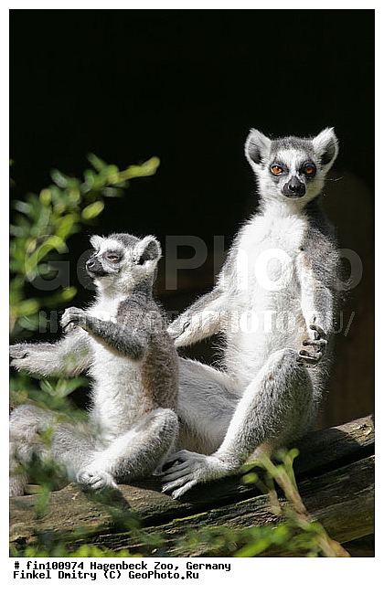 ��������, ������� ���������, �������, �����, ������, ��������, ��������, �������������, �������������, �����, �����, XYZ, ���������, Lemuridae, ������� �����, ������������� �����, �����, Lemur catta, �������, ������, �������������