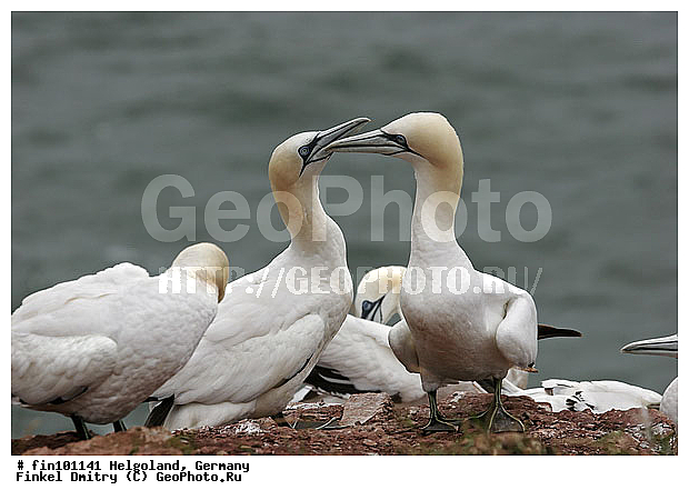 ����������, ��������, �������� ����, ����������, ����, ������� �����, �����, �����, �����, �������� �����, Morus bassanus, ��������, Sulidae, XYZ, XYZ, Sula bassana