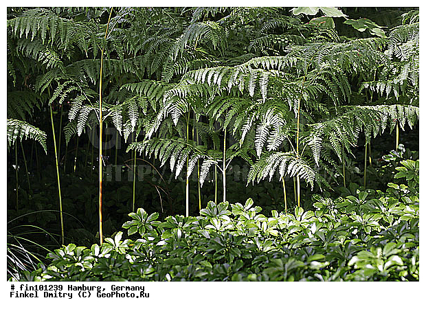 �������, ��������, �������, �����������, ��������