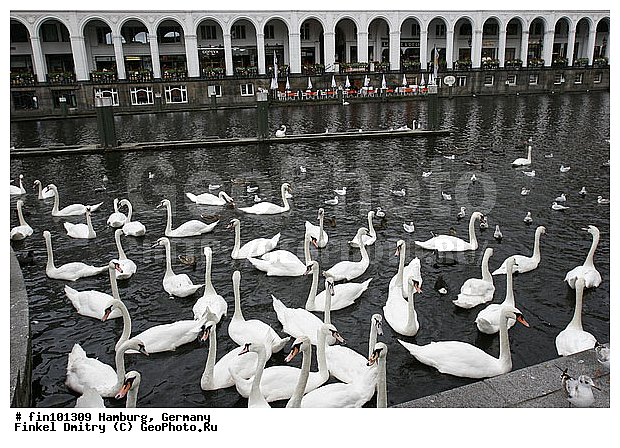 �������, ��������, ����, ����� ������, �����, ������, ������ �� ����, ������, ����, ��������, ��������, �����, �����, ��������, �����������, �����������������, ������������� �����, ������������� �����, XYZ, ������, Anatidae, ������-�����, Cygnus olor