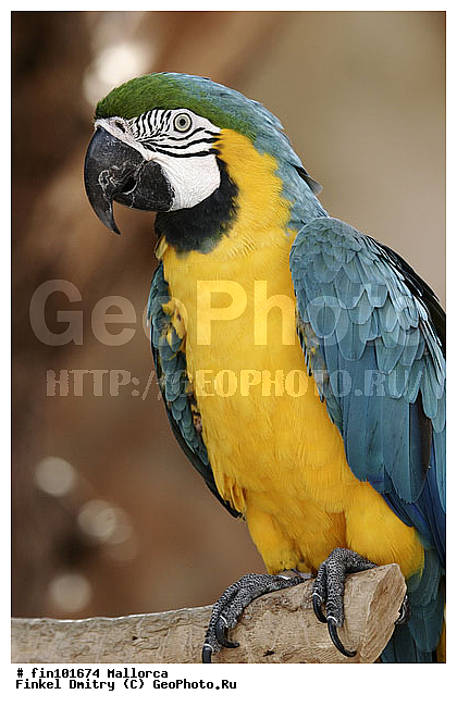 �������, �������, �����, ��������, ��������, �����, �����, ��������, �����������, XYZ, �������, Psittacidae, ����-����� ���, ����-������ ���, Ara ararauna, �������, ������, �������������