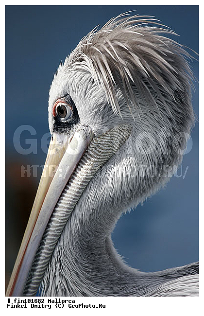 �������, �������, ��������, �����, �����, �����, ������� �����, ������� �����,XYZ, �����������, Pelecanidae, ������������� �������, Pelecanus rufescens, �����, �����, ������� �����, ������� �����,XYZ, �����������, Pelecanidae, ������������� �������, Pelecanus rufescens