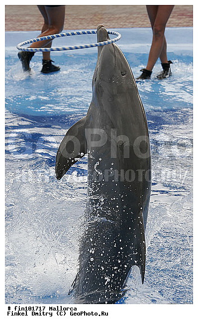 �������, �������, �����������, ��������