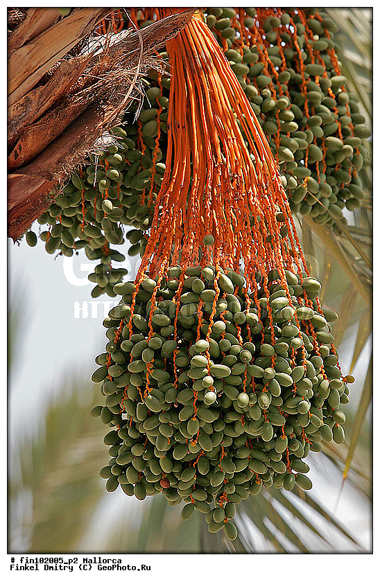 �������, ������, �����, ���������, ��������� ������