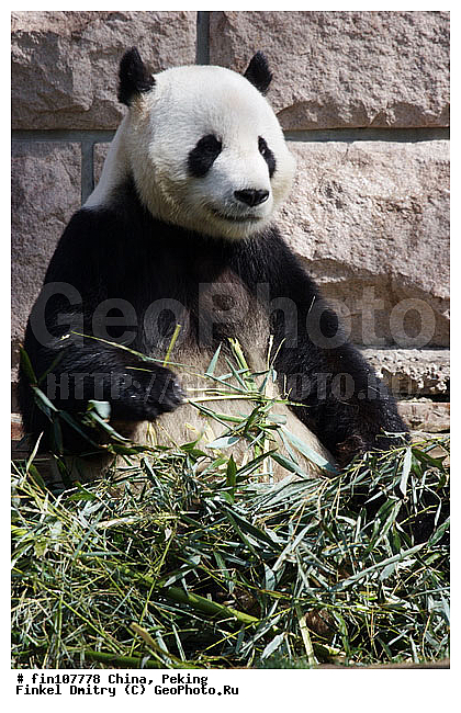 �����, �����, �������, �����, XYZ, ��������, Ursidae, ������� �����, ���������� �������, Ailuropoda melanoleuca