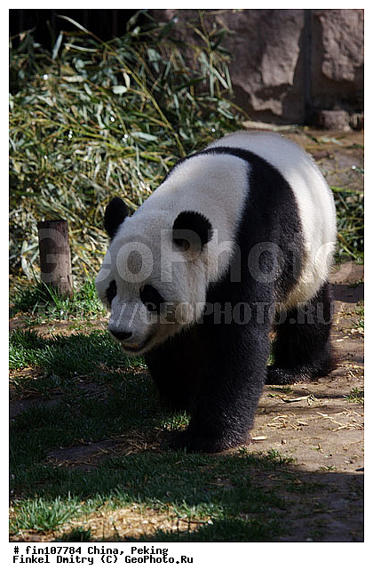 �����, �����, �������, �����, XYZ, ��������, Ursidae, ������� �����, ���������� �������, Ailuropoda melanoleuca