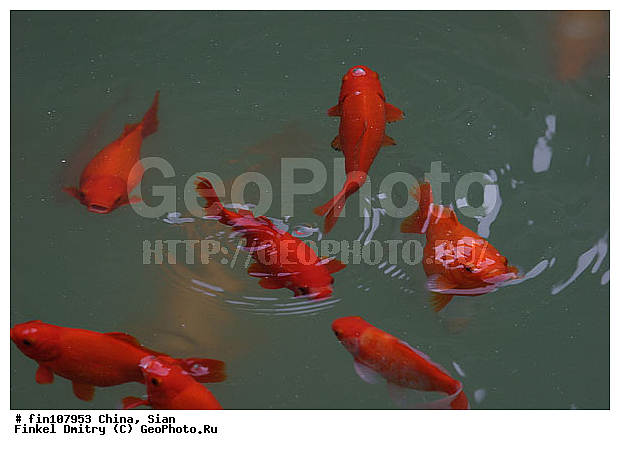 �����, �����, �����