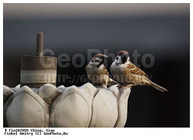 �����, �����, �����, ��������, ��������, ��������, �����������, �����, �����, XYZ, ����������, Passeridae, ������� �������, Passer montanus, ������������� �������, ����������� �������